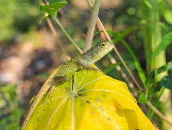 蜥蜴植物分支亚洲自然变色素在灌木和模糊的博林聪明滑稽动物身上生活高清图片素材