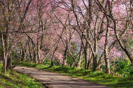旅行春天王清迈泰国樱花盛开的全美丽樱花朵华全盛开的美樱花桃图片