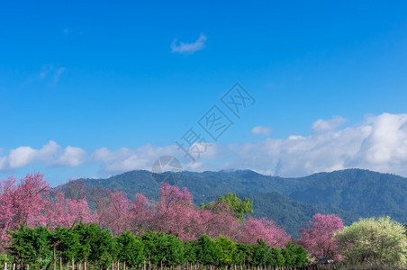 樱桃花的春王清迈泰国樱花盛开的全美丽樱花朵华全盛开的美樱花植物群图片