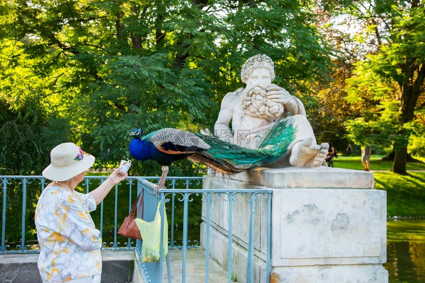 脖子食物孔雀用女人的手在公园里吃孔雀食用淑女的手彩翼图片