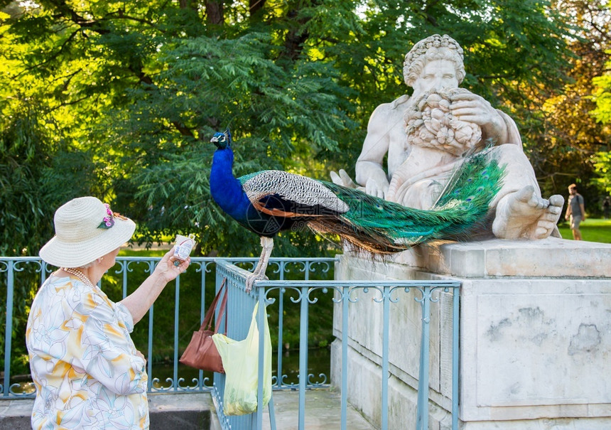 女朋友羽孔雀食用女人的手在公园里吃孔雀食用淑女的手图片