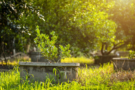 夏天健康种植园在一个花柑橘树果沙兰的水泥池上种植绿柠檬树背景图片