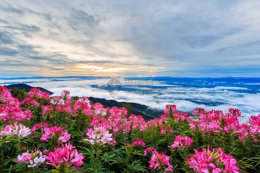 丰富多彩的山上美丽花朵和雾冬季风景与观旅行图片