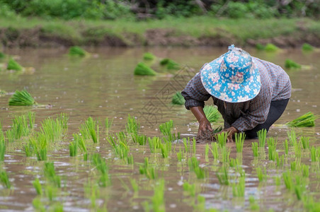 粮食准备种稻苗植并在有机稻田种植树苗庄稼环境图片