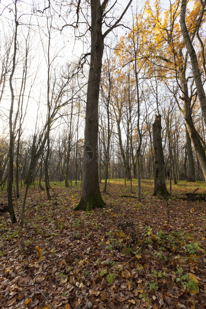 为了森林或公园的秋季风景树木叶落下秋天气温暖和阳光明媚农村空气图片