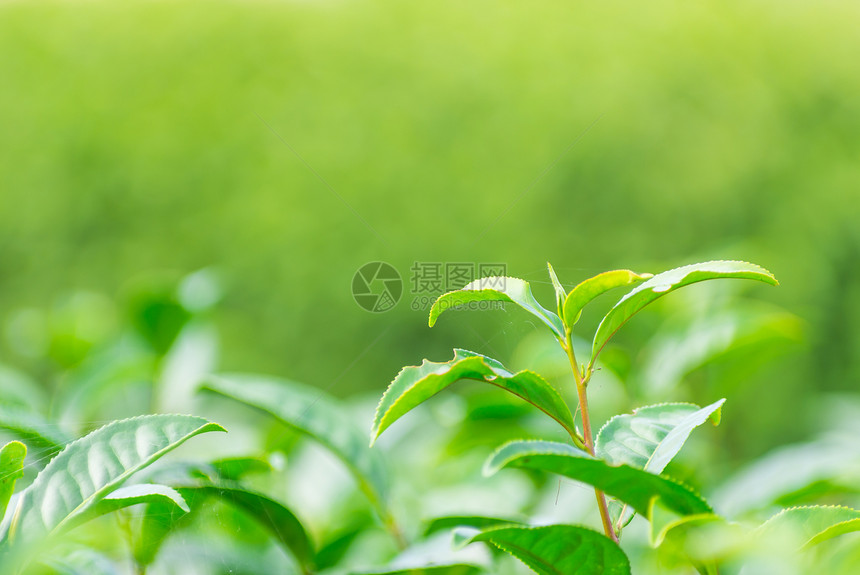 喝为了清晨软茶叶种植园最适合做软饮料水和茶叶的软园生长图片