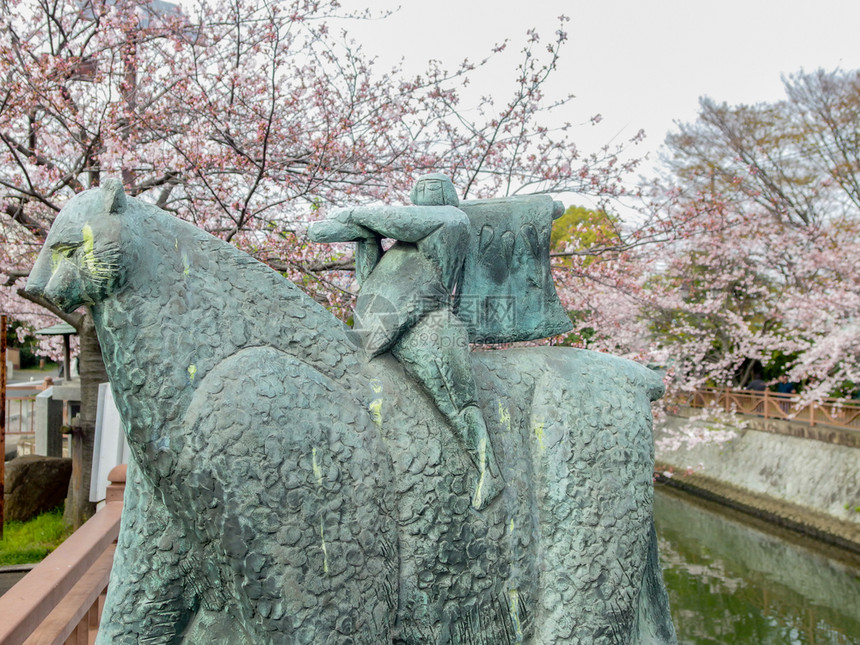 金太郎日语本传奇人物KINTARO雕像背景是全盛开的樱花木树模糊不清东方的图片