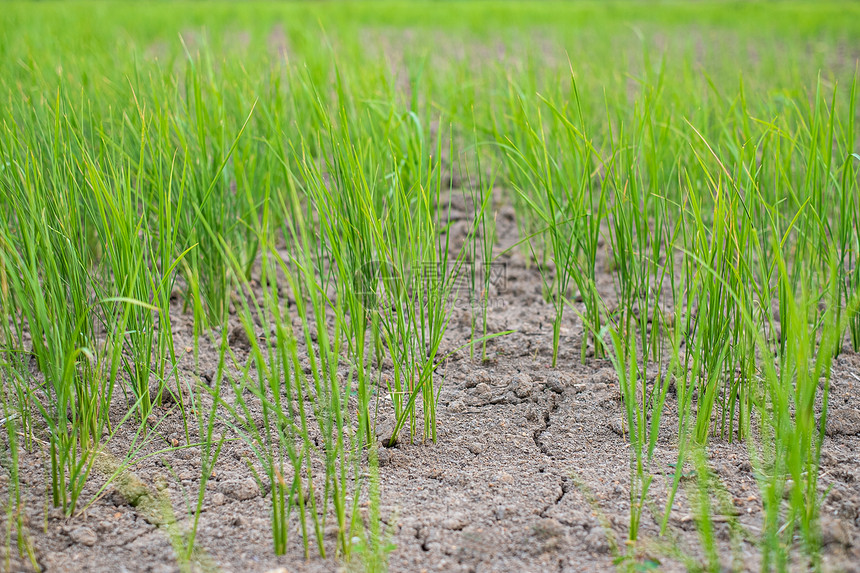 种植园热的在干旱地区貌景观中种植耕地和干燥土壤的稻田种绞尽脑汁图片