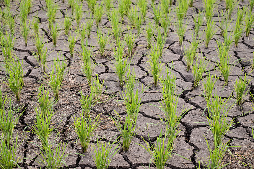 地面一种自然在干旱地区的貌景观中种植耕地和干燥土壤的稻田种图片