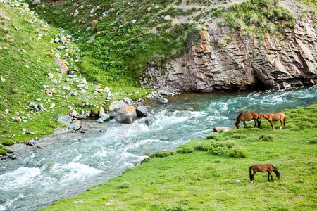 农场河岸和岩石附近有三匹牧马晴天吉尔斯坦图片