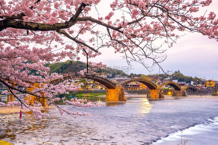 著名的日本金泰国大桥樱花满溢风景岩国图片