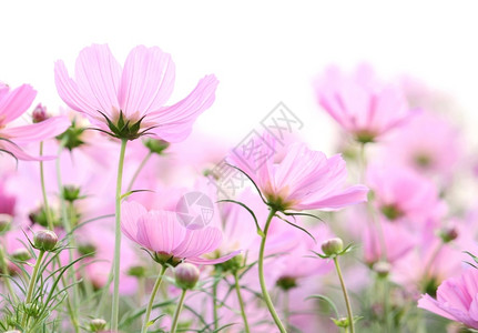 粉红色的小花图片