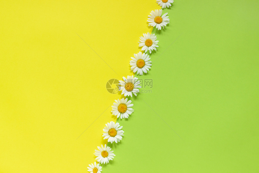 花朵六月白色的黄和绿纸背景上的线洋甘菊雏花以最小样式复制空间模板用于刻字文本或您的设计创意平躺顶视图垂直线洋甘菊雏花在黄色和绿纸图片