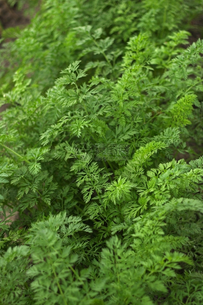 胡萝卜叶的细树枝一床顶上长成胡萝卜自然花年级图片