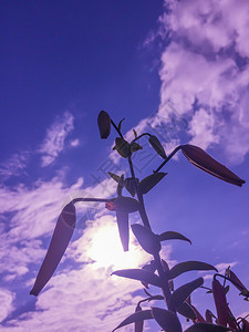 萼片自然花朵开蓝天背景的红百丽花蓝色天空背景的红百丽花绿月苞片图片