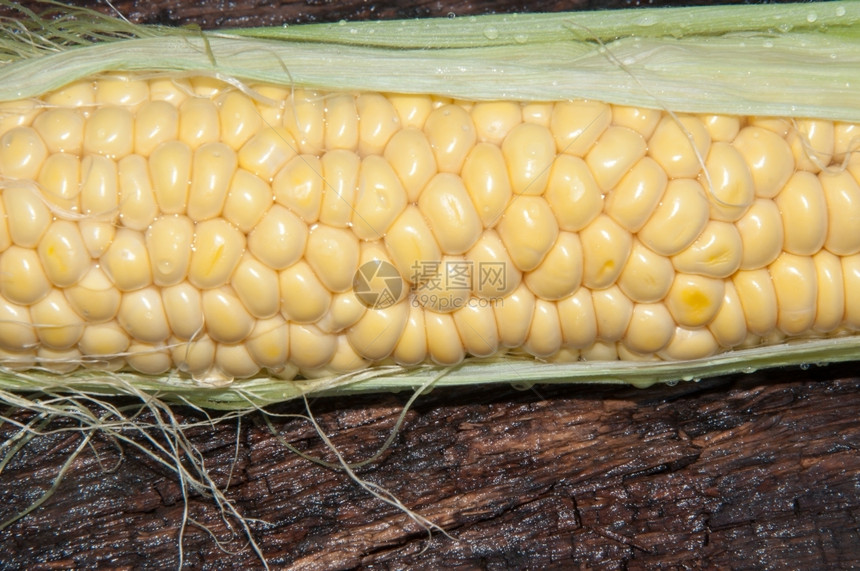 玉米甘蔗或年度青草植物是Poaceae家族Zea的唯一文化代表玉米芯谷物有机的图片