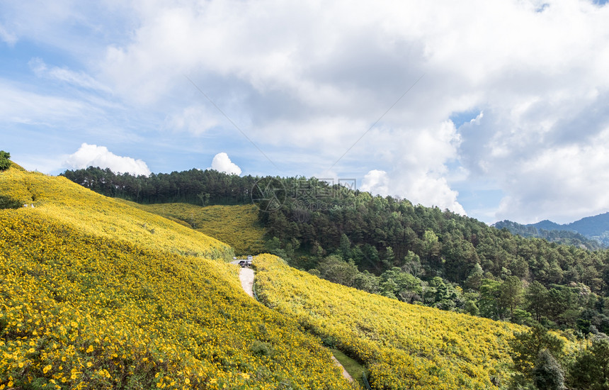 位于泰国北部高山上的墨西哥向日葵花树大田的景点该地位于泰国北部的高山上春天线场地图片