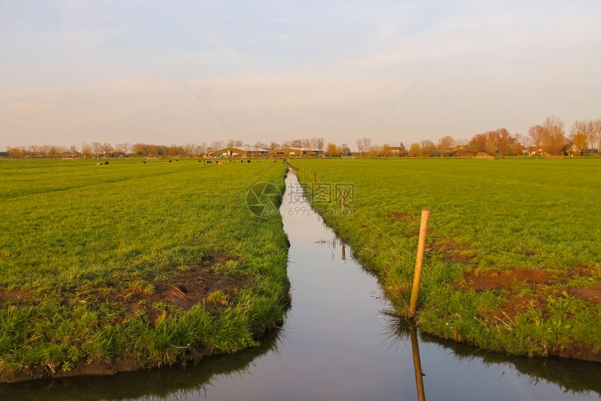 放牧夏天乡村的荷兰农场附近绿草地和河道图片