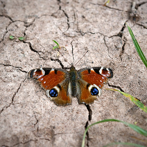 干涸的土地上的蝴蝶图片