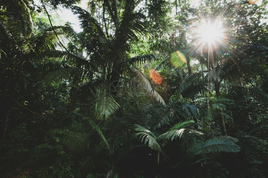 东南阳光照耀着棕榈叶和热带植物绿树叶泰国马来西亚边境环概念关注叶子在深热带雨林中太阳照耀着棕榈叶和绿色树射线丛林图片