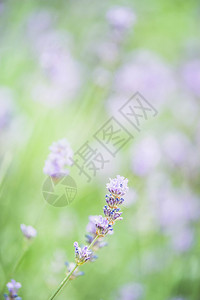 城市公园中美丽的熏衣草花模糊bokeh场地背景绿色植物学草本背景图片