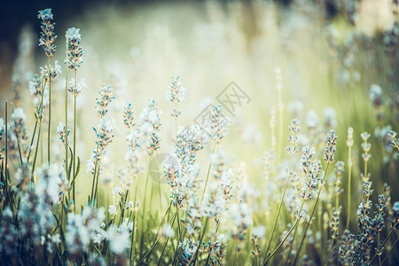 白色的城市公园中美丽的熏衣草花模糊bokeh场地背景户外草本植物背景图片