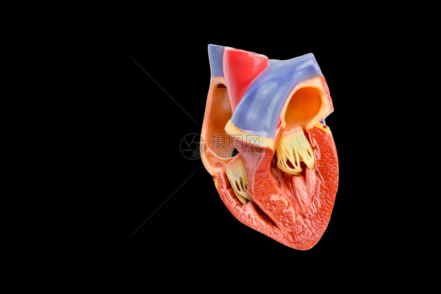 人类敞开心脏内部的人工造型模在黑色背景中被孤立攻击手术医疗的图片