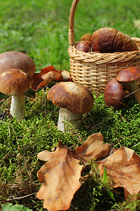 菌类树木新鲜的秋季森林采蘑菇适合户外活动的天气秋季森林采蘑菇图片