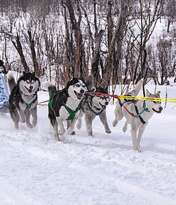 冬天拉雪橇的狗冬天拉雪橇的狗运输竞争图片