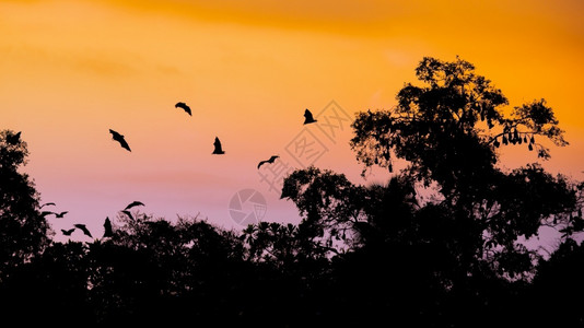 高的轮廓暮蝙蝠在一棵高树下沉积在早晨橙粉天空和圆形的飞蝙蝠背景图片