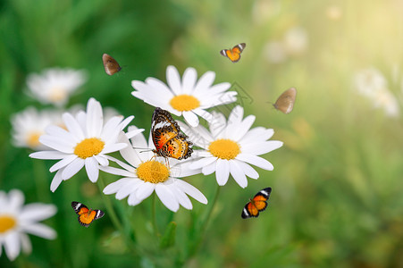 洋甘菊蝴蝶黄橙蝴蝶在绿色草原上的白粉花朵在绿草地晴天花园植物群背景