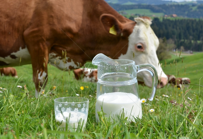 草地牛玻璃瑞士的奶和区瑞士图片