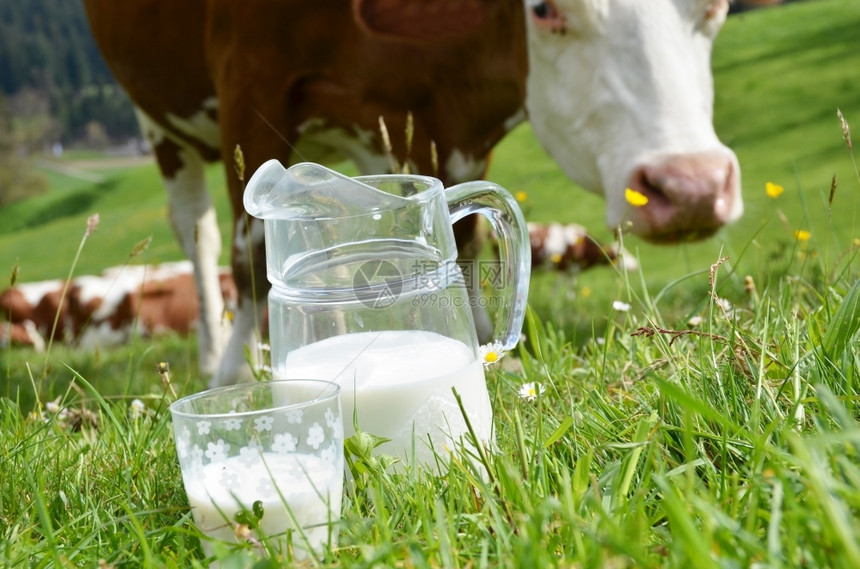 乳制品风景优美瑞士的奶和区瑞士生态的图片