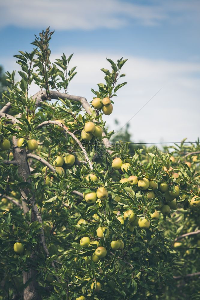 栽培的木制在阳光明媚夏日盛满果实的苹园自然图片