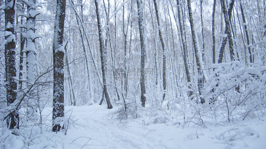 植物荒野天被厚的雪覆盖树枝冬季森林中的冻结时间冬季森林中被雪覆盖的树木森林中美丽风景霜木中的小径冬季森林中的美丽风景木中的雪图片