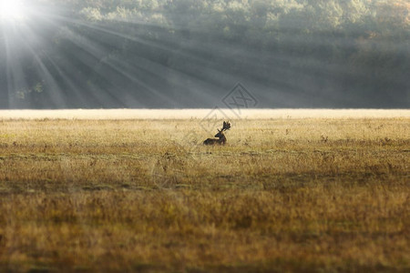 宁静农村在日出橙色光照达马山的草地上休息鹿茸图片
