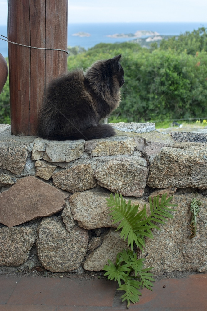 晶须脸黑棕色猫坐在石墙上海观意大利撒丁岛的马西亚Sardinia黑棕色猫坐在石墙上海观可爱的图片