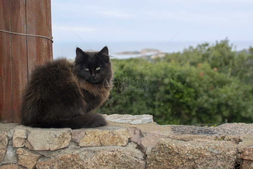 黑棕色猫坐在石墙上海观意大利撒丁岛的马西亚Sardinia海观肖像猫咪颜色图片