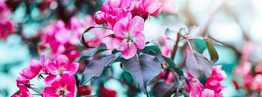 盛开充满明的粉红苹果树花春天背景美丽的自然场景阳光果园抽象模糊的春季背景空间复活节制日阳光明媚的彩色喜怒无常花朵图片