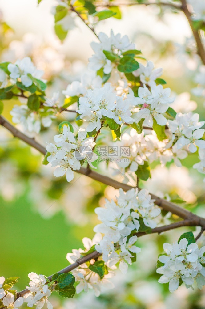 植物细节颜色春天花园里的白樱桃温暖的日子里盛开苹果树枝上花朵春天里盛开的苹果树枝上花朵图片