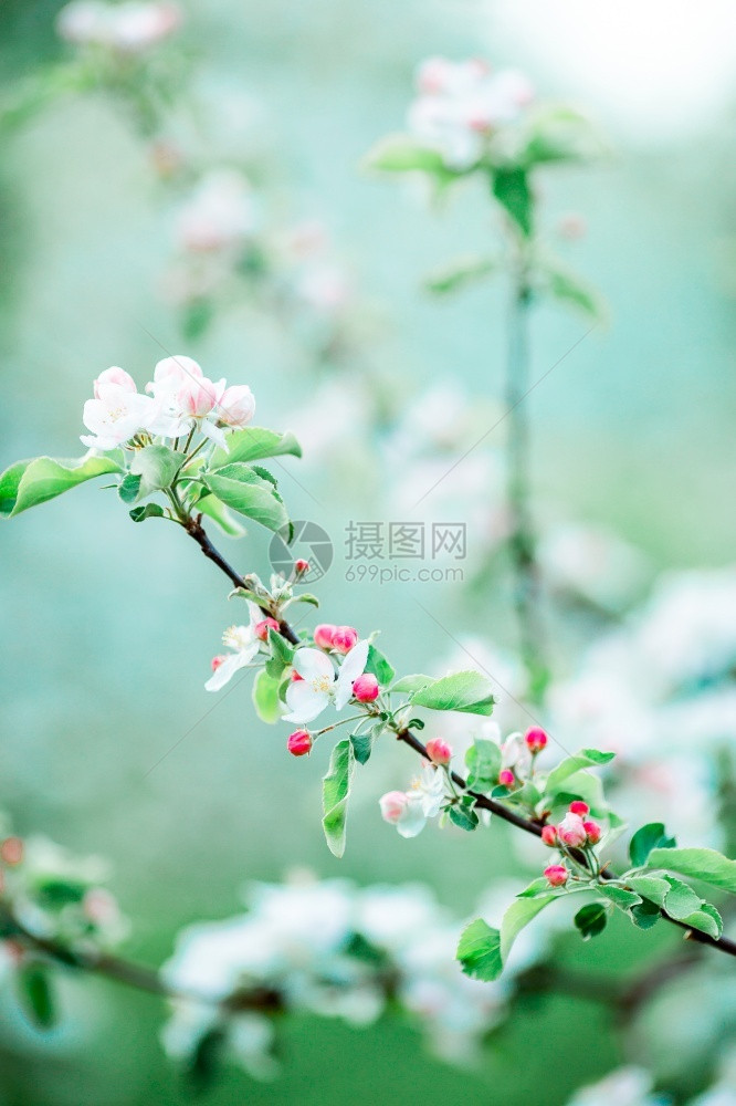 蓝色的花春天园里白樱桃温暖的日子里盛开苹果树枝上花朵春天里盛开的苹果树枝上花朵田园诗般图片
