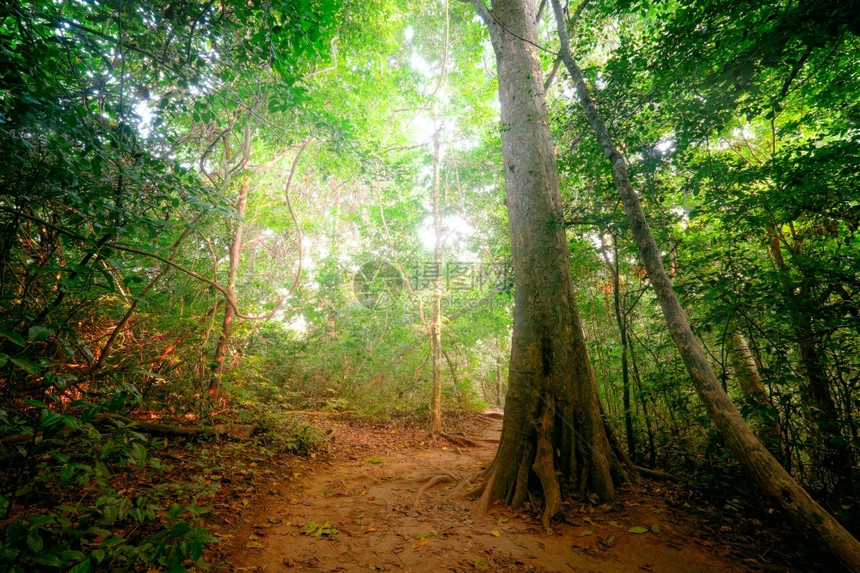 深的人行道郁葱泰国自然通过茂密树木闪耀的太阳光束照耀着泰国自然界的热带雨林森景观图片