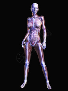 半透明解剖学使成为人类解剖数字可视化图片
