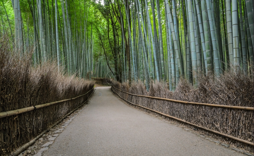 路竹子街道在日本京都省青山旅游区走道和绿竹林日本京都县图片