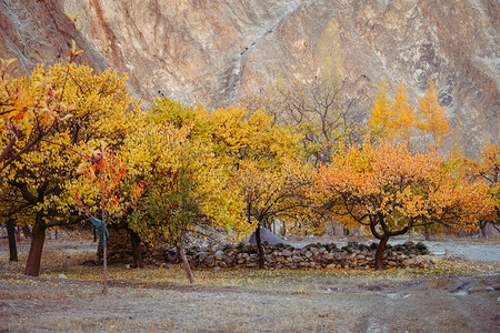秋天山里的树图片