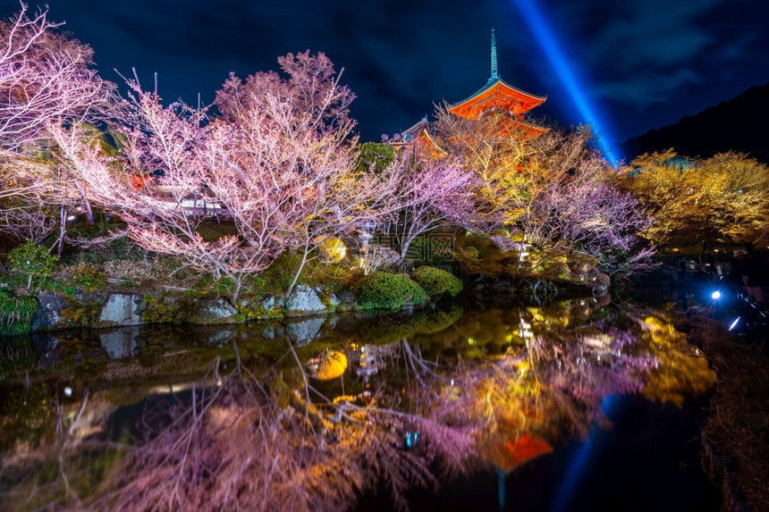 樱花夜晚宝塔日本京都寺庙的红塔和夜照月光图片