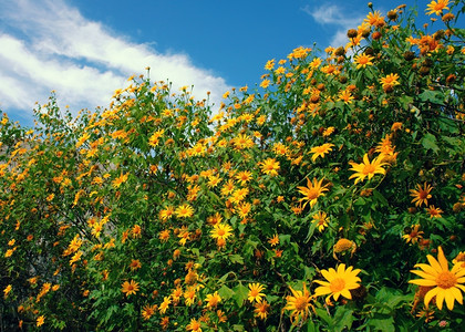 洋河大曲越南的在达拉特乡村美丽自然景象中野生日葵花盛开充满活力的林子冬天在黄色至蓝空的美丽花朵中越南大湖一朵特殊的花夏天惊人的背景