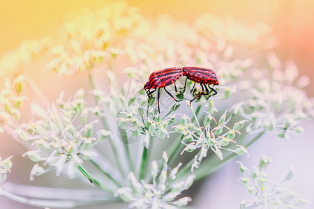 一对红盾虫在白花上面对浅薄的模糊背景选择关注焦点迎来一对红盾虫配颜色甲可选择的背景图片