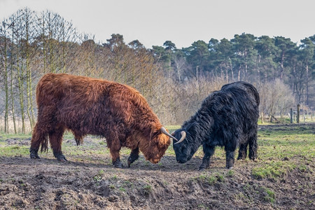 自然在春季与黑人和棕色苏格兰高地公牛和奶战斗生气的高地人苏格兰式高清图片素材