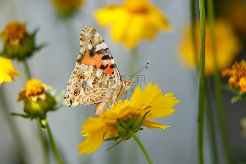 天春一只美丽的蝴蝶饮用黄花蜜在阳光日上一个低深度大型摄影选焦线上的黄花可选择图片